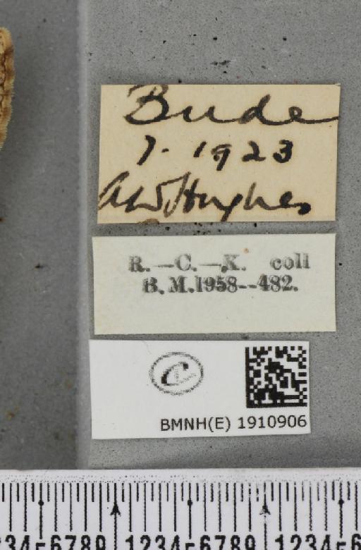 Alcis repandata repandata (Linnaeus, 1758) - BMNHE_1910906_label_473659