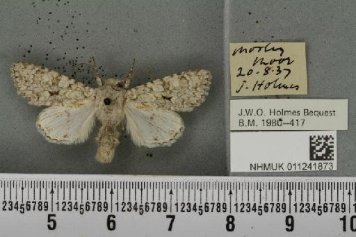 Antitype chi (Linnaeus, 1758) - NHMUK_011241873_642982