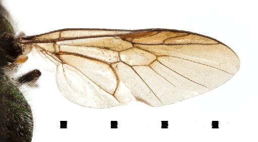 Clitellaria cuprea Walker, 1849 - NHMUK012805019 Clitellaria cuprea HT wing