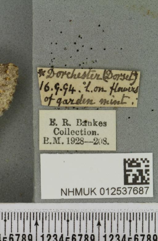 Polymixis flavicincta ab. albescens Warren, 1910 - NHMUK_012537687_label_646855