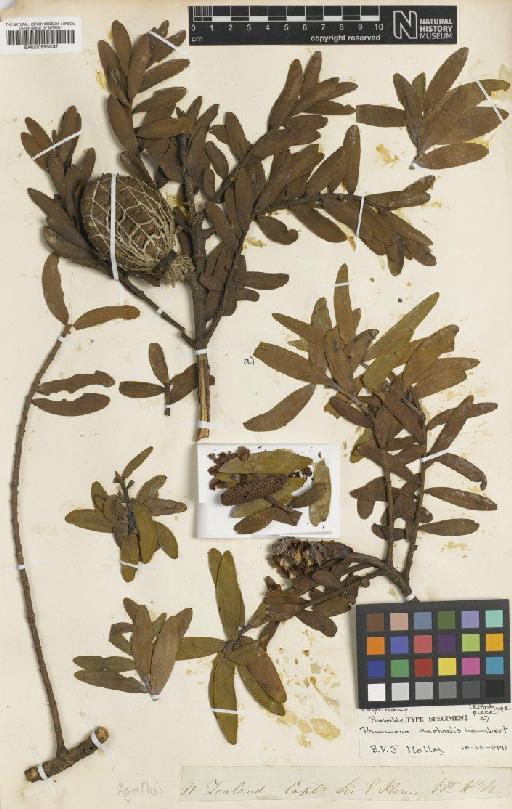 Agathis australis (D.Don) Loudon - BM000990032