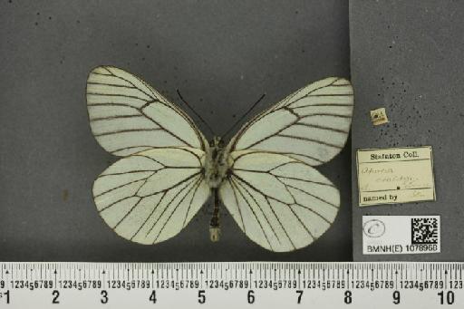 Aporia crataegi (Linnaeus, 1758) - BMNHE_1078968_70014