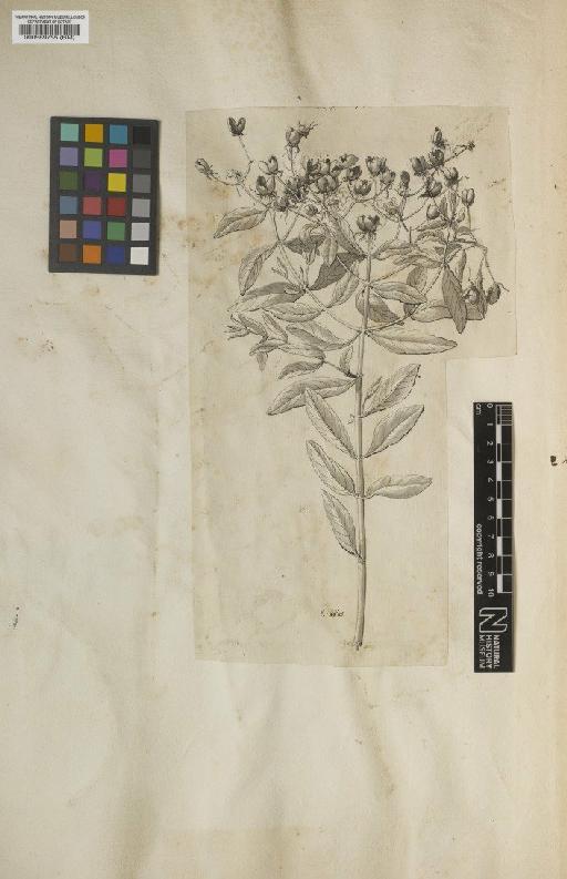 Hypericum canariense L. - BM000589755