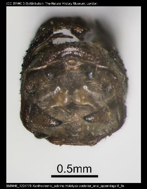 Xanthocnemis sobrinum McLachlan, 1873 - BMNHE_1201775-Xanthocnemis_sobrina-Holotype-posterior_anal_appendage-6_6x