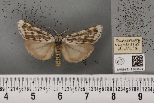 Coscinia cribraria bivittata (South, 1900) - BMNHE_1663431_283160