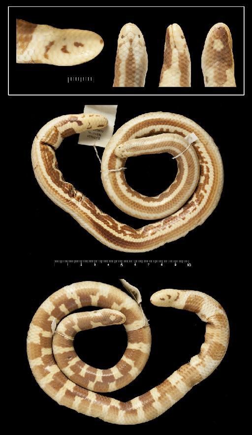 Cylindrophis lineatus Blanford, 1881 - Cylindrophis lineatus 1946.1.16.5.tif