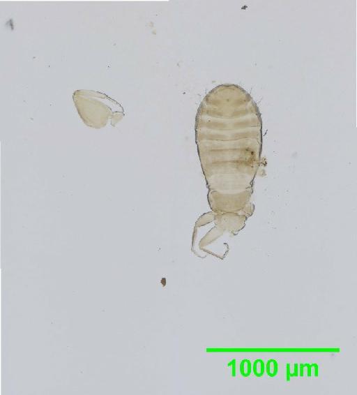 Liposcelis virgulatus Pearman, 1929 - 010151000__2016_03_17