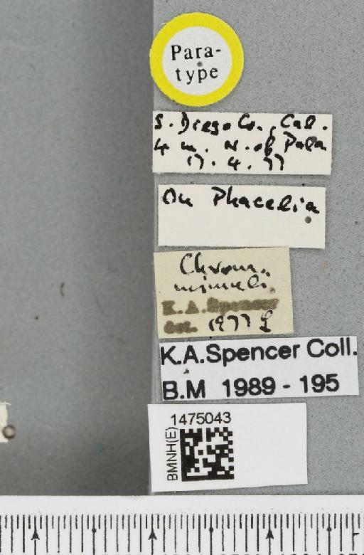 Chromatomyia mimuli Spencer, 1981 - BMNHE_1475043_label_48552