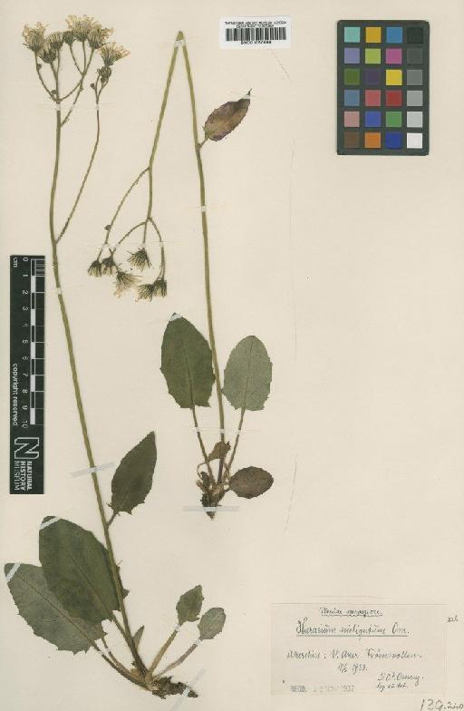 Hieracium murorum subsp. sparsidens Dahlst. - BM001050899