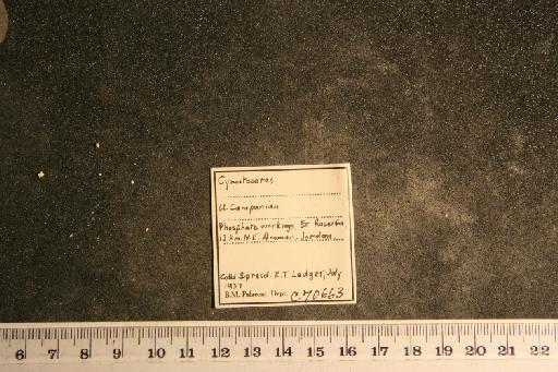 Cymatoceras libanoticum (Foord & Crick, 1890) - PI C 70663 Cymatoceras libanoticum