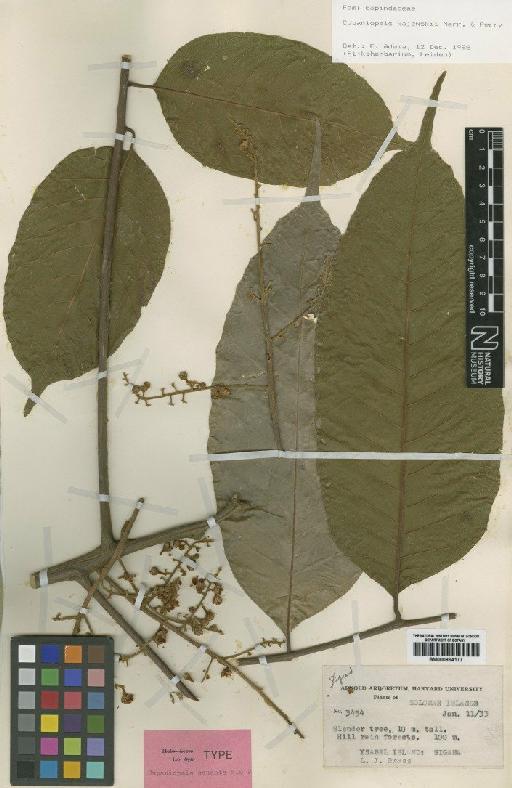 Cupaniopsis kajewskii Merr. & L.M.Perry - BM000884177