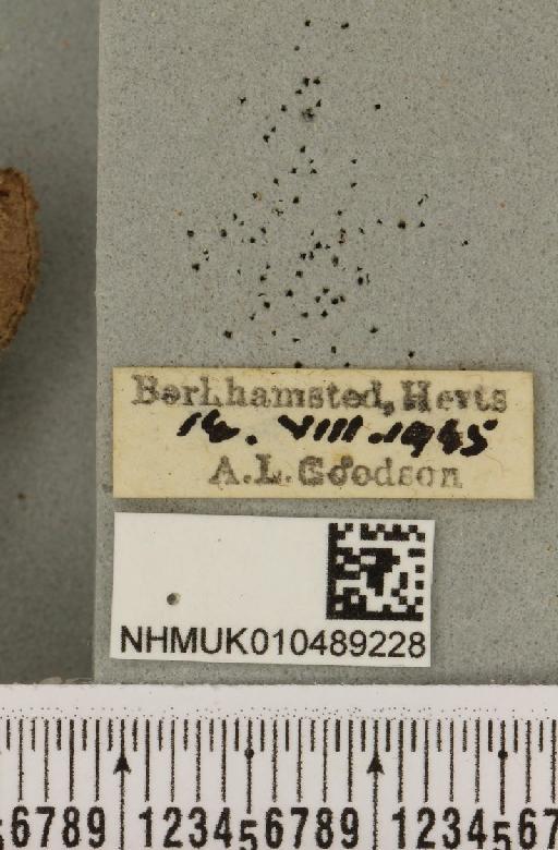 Abrostola tripartita (Hufnagel, 1766) - NHMUK_010489228_label_551902