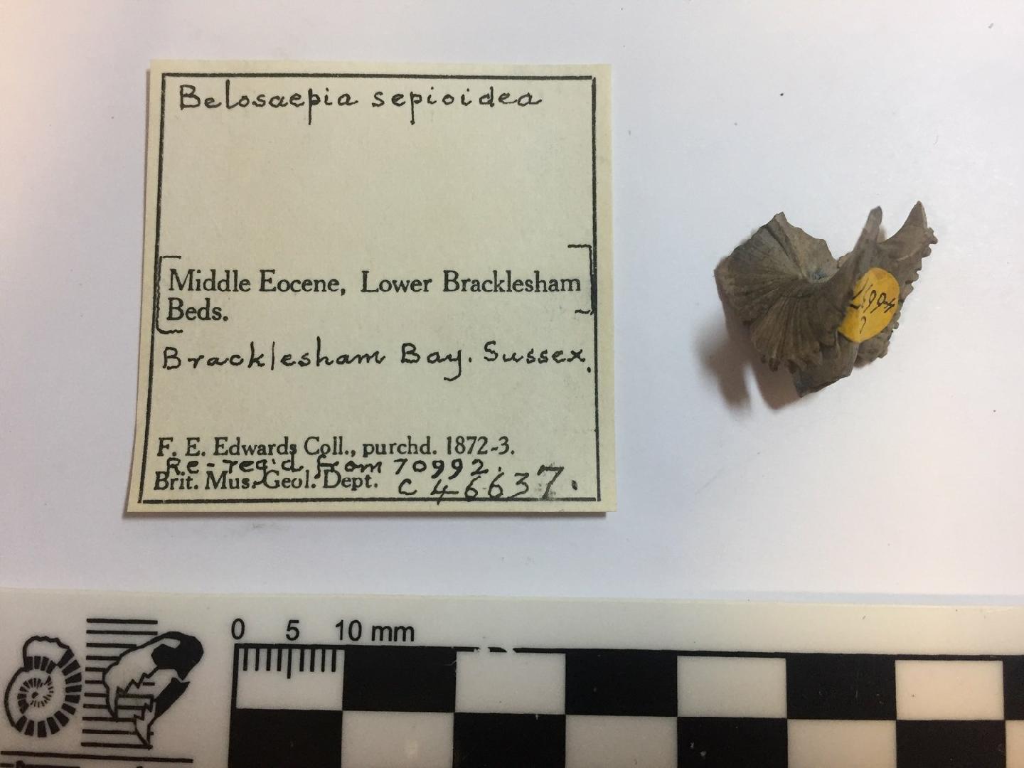 To NHMUK collection (Belosepia sepioidea Blainville, 1825; NHMUK:ecatalogue:5393382)