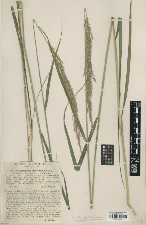 Calamagrostis × hartmanniana Fr. - BM001134209_a