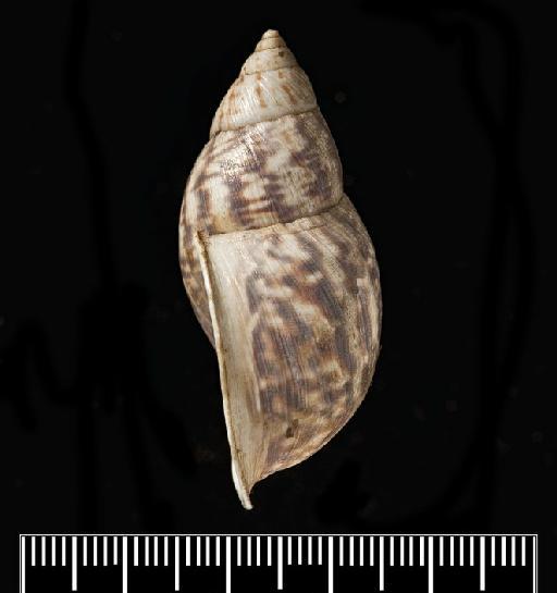 Helix abyssorum subterclass Tectipleura d'Orbigny, 1835 - Helix abyssorum d'Orbigny, 1835 - SYNTYPES - 1854.12.4.125