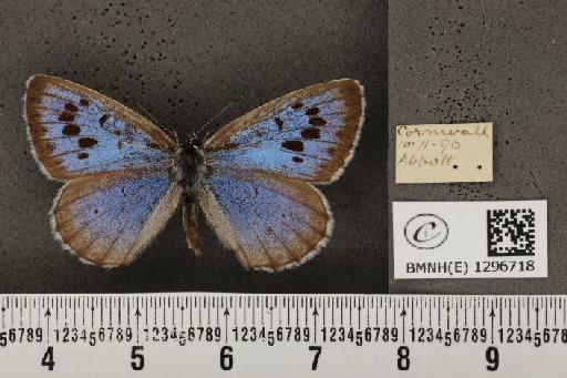 Maculinea arion eutyphron (Fruhstorfer, 1915) - BMNHE_1296718_134045