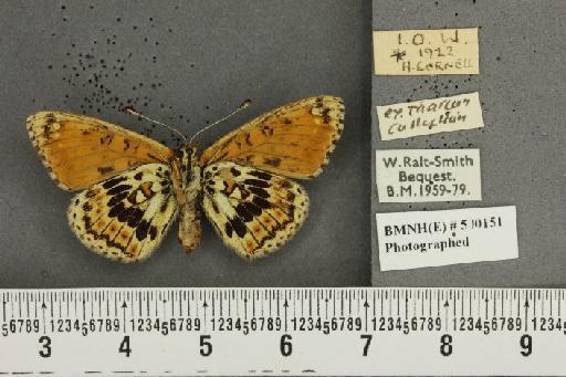 Melitaea cinxia ab. wittei Geest, 1903 - BMNHE_500151_49460