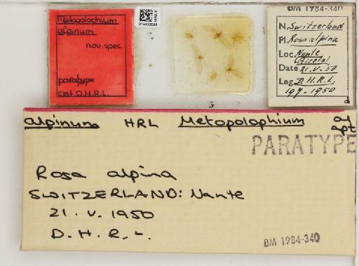 Metopolophium alpinum Hille Ris Lambers, 1966 - 015439909_112694_1094990_157886_Type