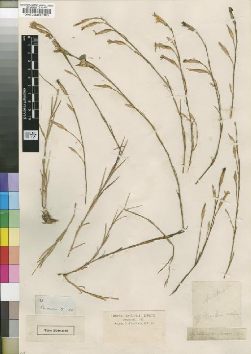 Dianthus angolensis - BM000572333