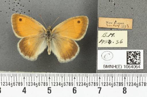 Coenonympha pamphilus ab. latiora Leeds, 1950 - BMNHE_1064064_25240