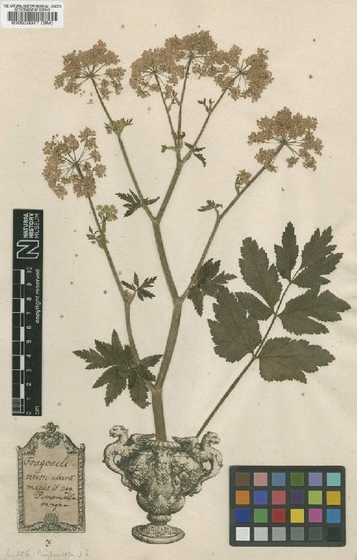 Pimpinella saxifraga L. - BM000558377