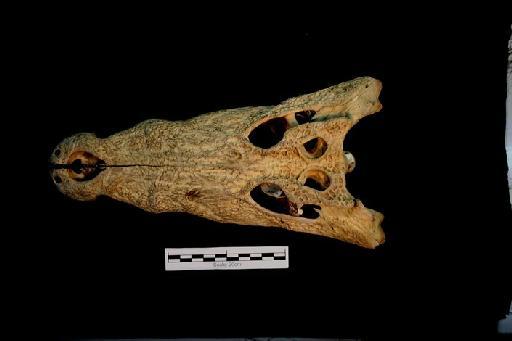 Crocodylus niloticus - ED_C_niloticus_1959.1.8.55(cran)