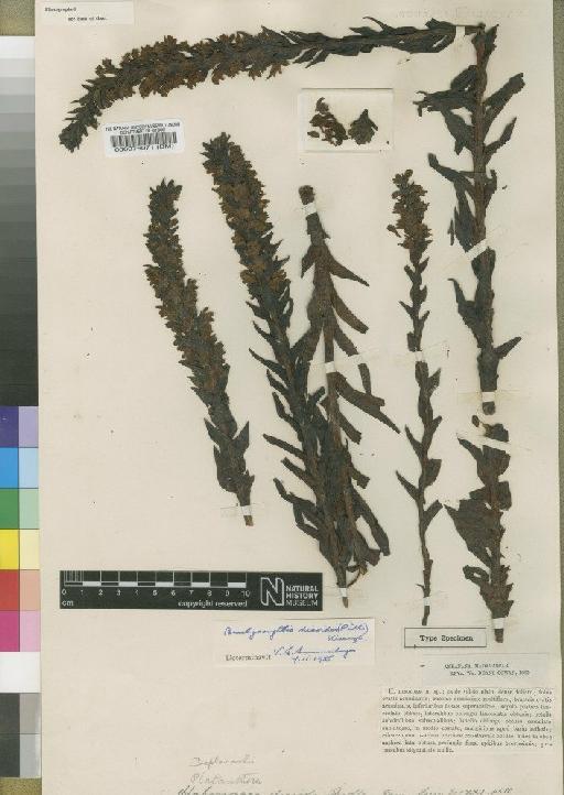 Brachycorythis disoides (Ridl.) Kraenzl. - BM000076071