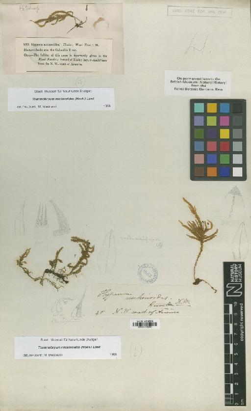 Thamnobryum neckeroides (Hook.) E.Lawton - BM001108295_a