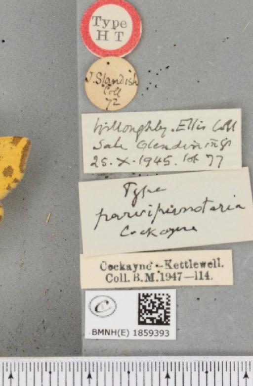 Pseudopanthera macularia ab. parvipunctaria Cockayne, 1950 - BMNHE_1859393_label_429749