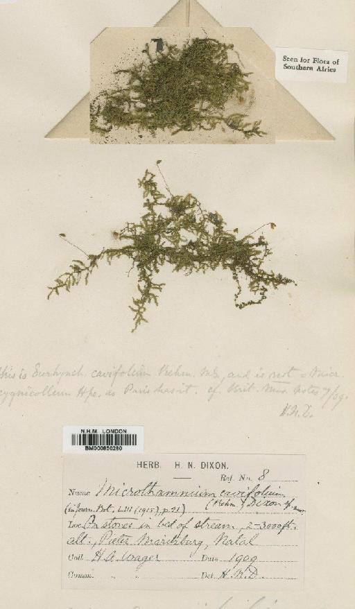 Microthamnium cavifolium Dixon - BM000850280