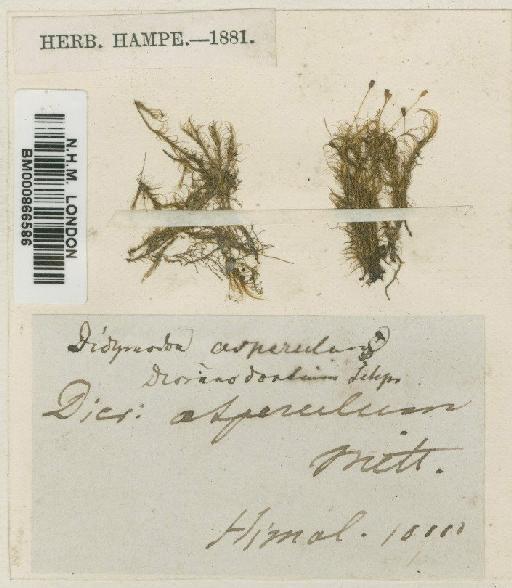 Dicranodontium asperulum (Mitt.) Broth. - BM000866586