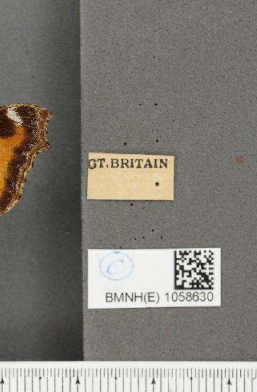 Aglais urticae (Linnaeus, 1758) - BMNHE_1058630_label_321