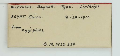 Dolicholepta micrura (Bagnall, 1914) - 014287388_additional