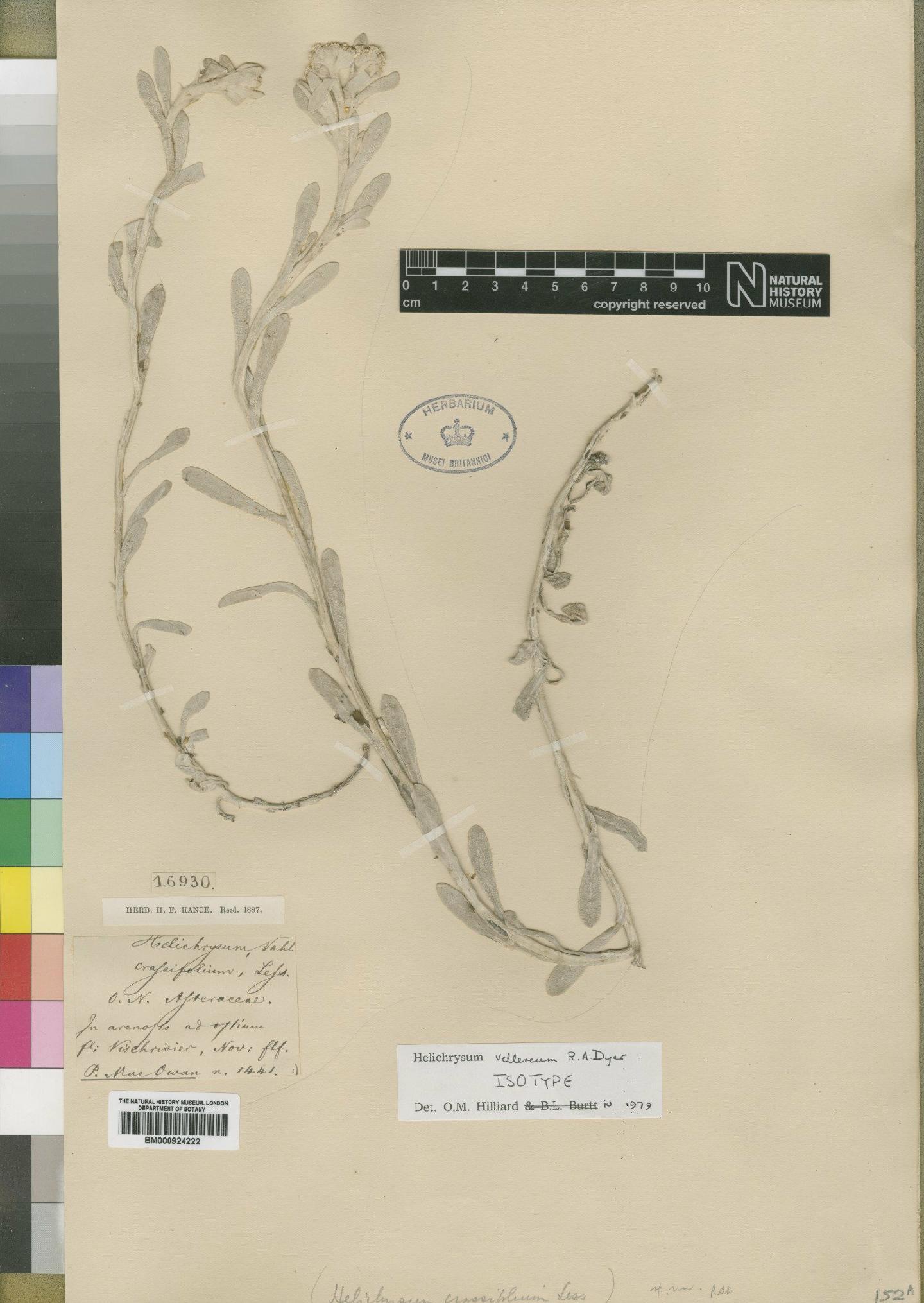 To NHMUK collection (Helichrysum vellereum Dyer; Isotype; NHMUK:ecatalogue:4529250)