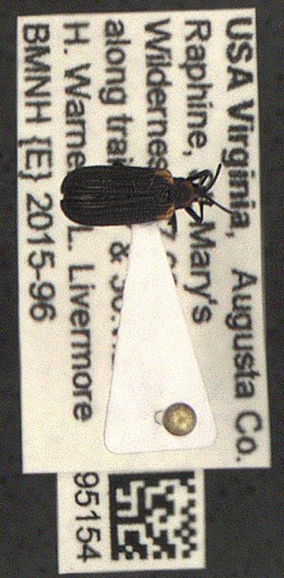 Odontota mundula (Sanderson, 1951) - Coleoptera 010095154