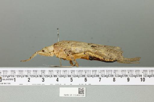 Sathrophyllia femorata (Fabricius, 1787) - 012498128_reverse