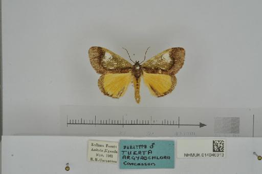 Tuerta argyrochlora Carcasson, 1964 - NHMUK_014046313_Tuerta_argyrochlora_Carcasson_1964_male_Uganda_paratype_D.JPG