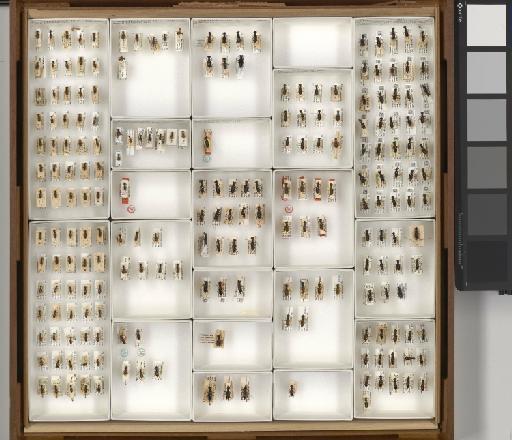 Therates dimidiatus wallacei Thomson, 1857 - L010256990_Jan 2022