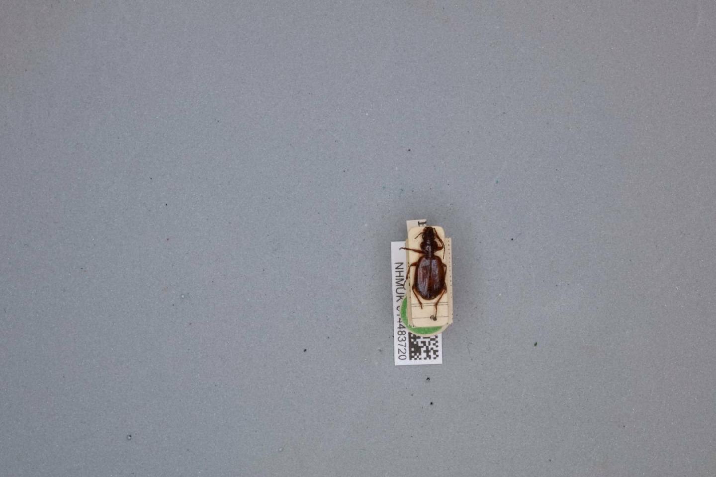 Cymindis babaulti thumbnail