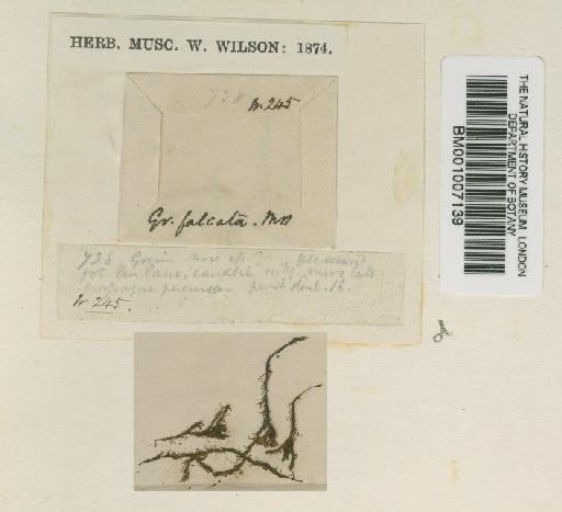 Schistidium falcatum (Hook.f. & Wilson) B.Bremer - BM001007139