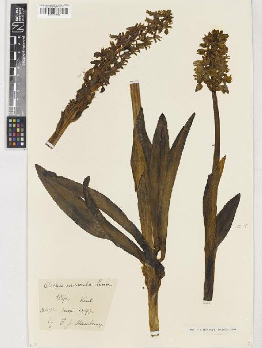 Orchis mascula (L.) L. - BM001110765