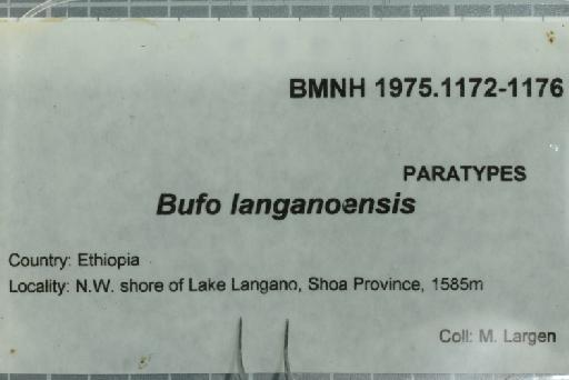 Bufo langanoensis - 1975.1176_Image011