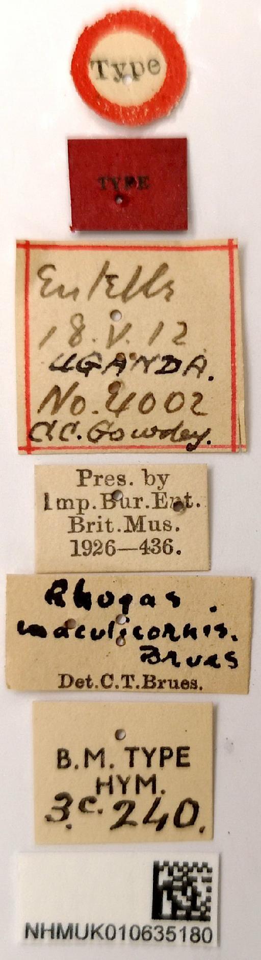 Rhogas maculicornis Brues, 1926 - 010635180_Rhogas_maculicornis_holotype_labels