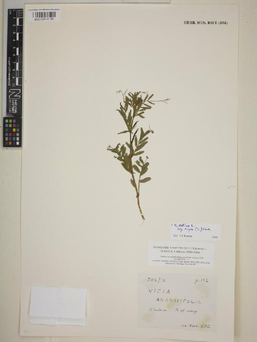 Vicia sativa subsp. nigra (L.) Ehrh. - BM013414189