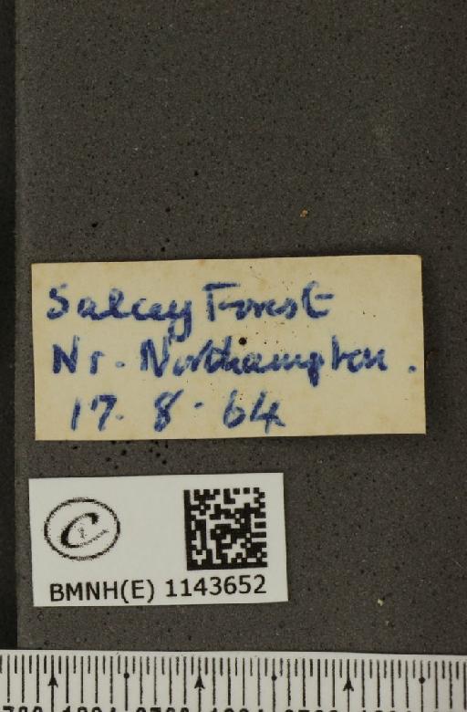 Pieris napi sabellicae Stephens, 1827 - BMNHE_1143652_label_93390