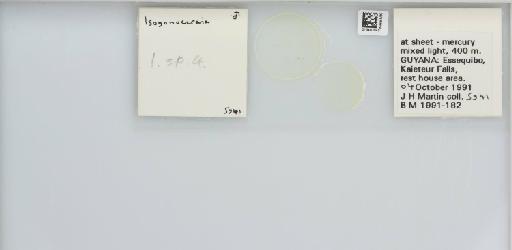 Isogonoceraia Tuthill, 1964 - 013483040_117198_1146272_157715_NonType_result