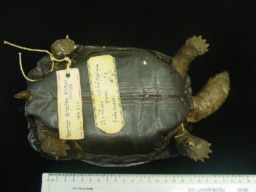 Chelonoidis nigra ephippium - Darwin's tortoise 010.jpg