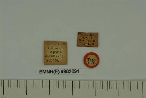 Pieris venata Leech, 1891 - Pieris_venata_Leech,_1891_type_male_BMNH(E) #982891_labels