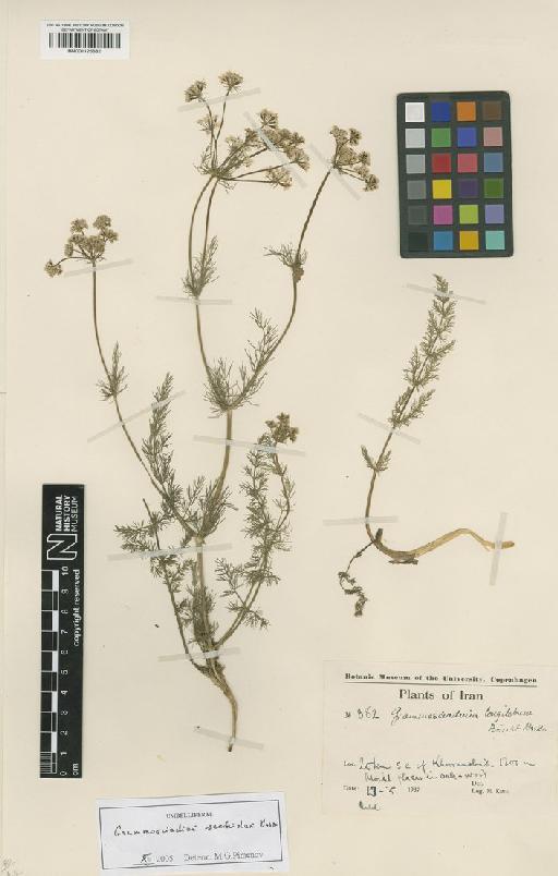 Grammosciadium scabridum Boiss - BM001125682