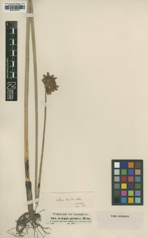 Scirpus lacustris subsp. tabernaemontani (C.C.Gmel.) Syme - BM001066965
